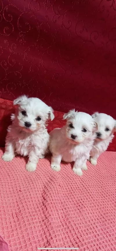 Minnak maltese bebeklerimiz