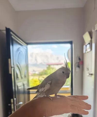 1 yaşında sultan papağanı