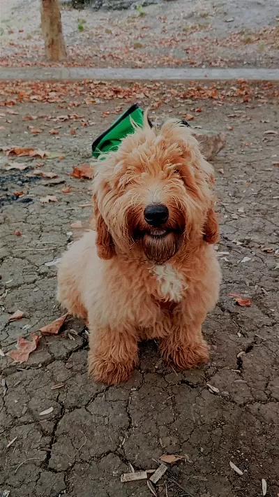 🐾 Sevimli ve Sağlıklı Yavrumuza Sıcak Bir Yuva Arıyoruz