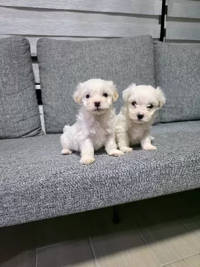 Kore maltese terrier minnaklarım
