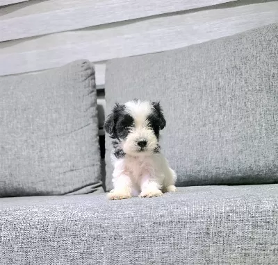 Kore morkie minnaklarım teslime hazır