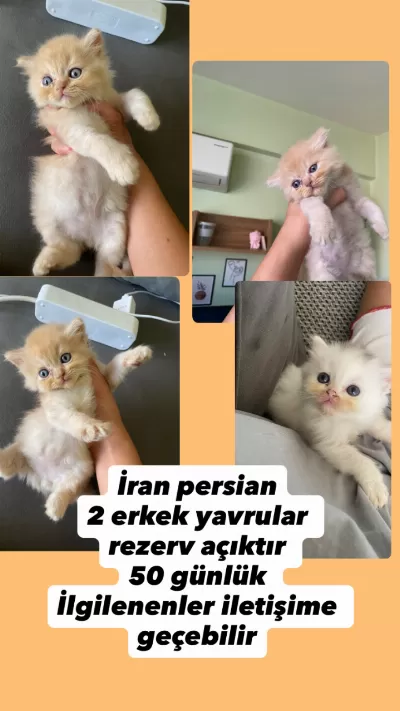 BRİTSH 55 günlük LONGAHİR BEBEKLERİMİZ