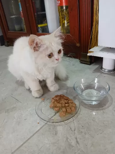 Kediyi dışarıda buldum . Acil bakacak biri aranıyor öğrenci olduğum için bakamiyorum