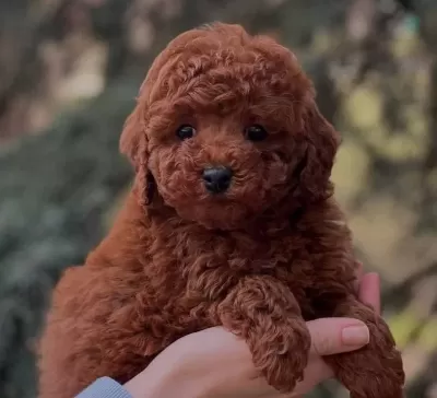 Oyuncak Gibi Toy Poodle