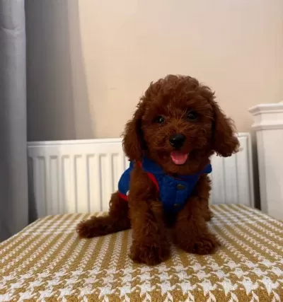 Fenomen Babanın Toypoodle Bebekleri