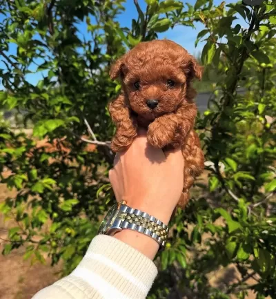 Redbrown Tea Cup Toy Poodle Yavrularimiz Hazirdir