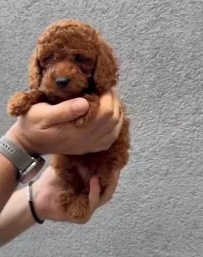 Efsane Toy Poodle Yavrular