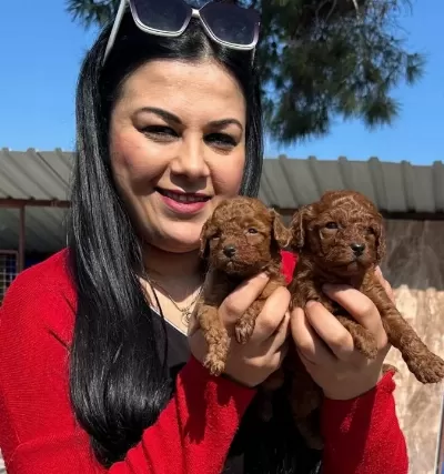 Avuç I Çi Kadar Kızıl Peluş Safkan Red Brown Toy Poodle Yavrularım
