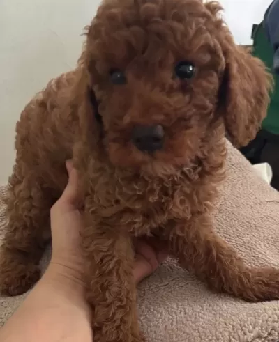 Sevimli Dişi Ve Erkek Poodle Ev Ortamında Bakilmistir