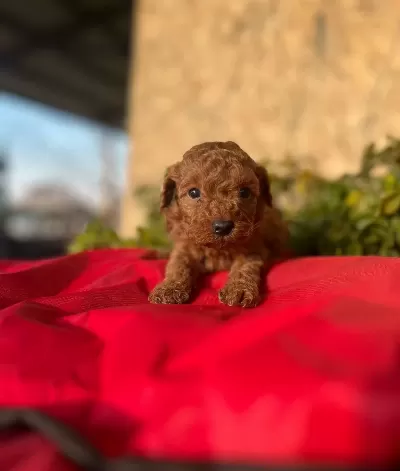Petibör Tadında Toy Poodle Bebeklerim