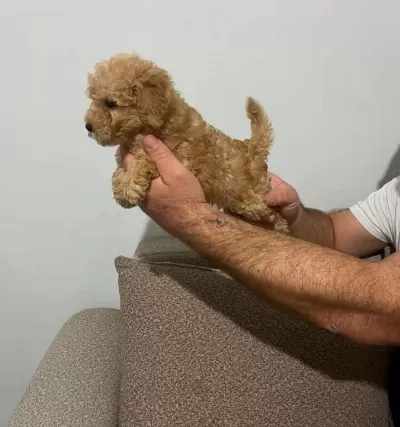 Son Dişi Poodle Yavrumuz