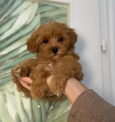 Kipkirmizi Red Toy Poodle