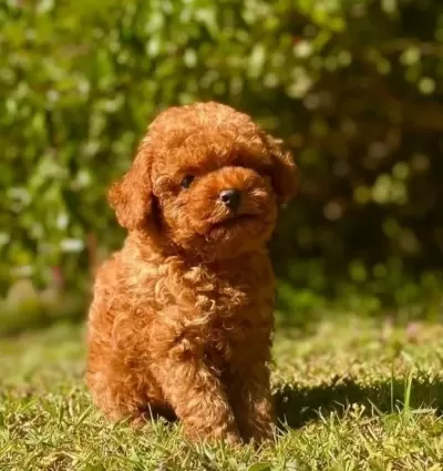 Sevimli Oyuncak Poodle