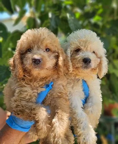 Büyük Mi Nyatür Poodle Yavrularimiz