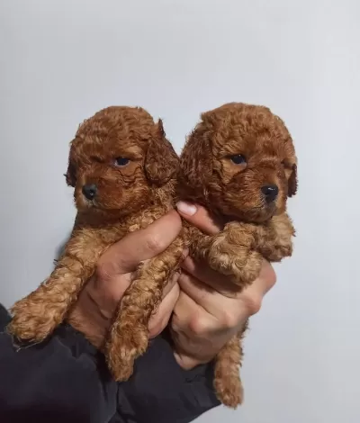 Sağlık Garantili Toy Poodle Yavrular