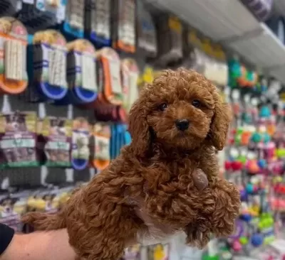 A Kali Te Toy Poodle Vonalp Petshop Garanti Si Yle