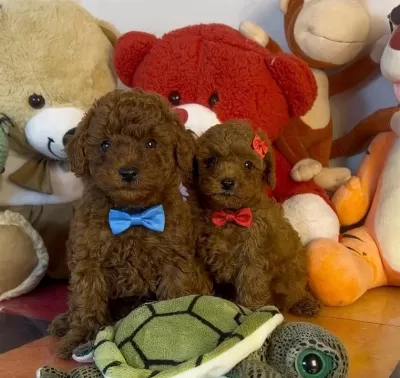 Çikolatamsı Poodle Yavrular