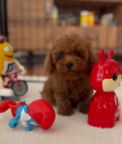 Sevimli Mini Poodle Yavrularımız