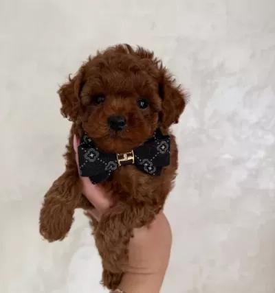 Toy Poodle Sevi Mli Yavrular Ev Üreti Mi