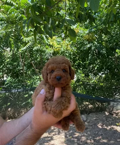 Toy Poodle Yavrular Irk Ve Saglik Garantili