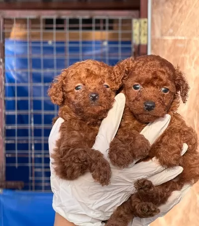 Kore Poodle Yavrular