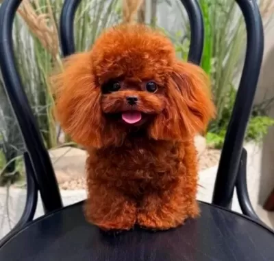 Orjinal Kore Poodle Yavrular