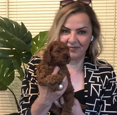 Microchip Li Pasaport Lu Harika Toy Poodle Yavrularımız