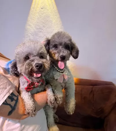 Silver Poodle Çift Olarak Verilecektir