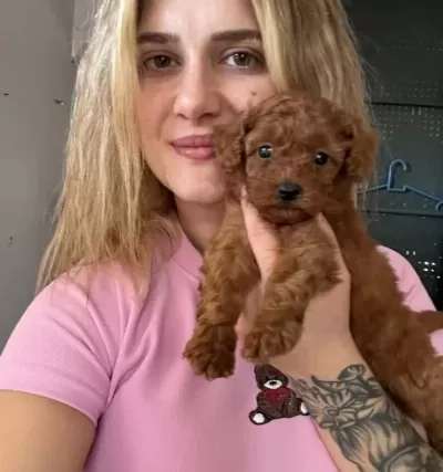Safkan Toy Poodle Yavrular