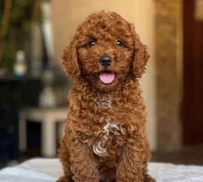 Toy Poodle Yavrularımız
