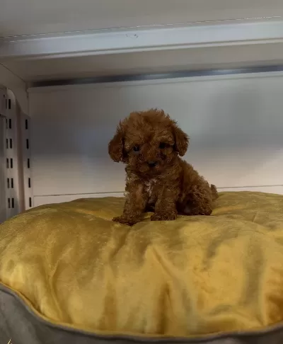 Gerçek Tea Cup Toy Poodle