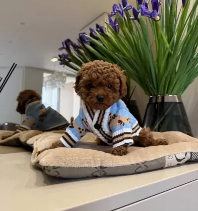 Toy Poodle Sevi Mli Yavrular Ev Üreti Mi