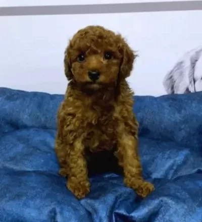 Toy Poodle Bebekler Vonalp Petshop