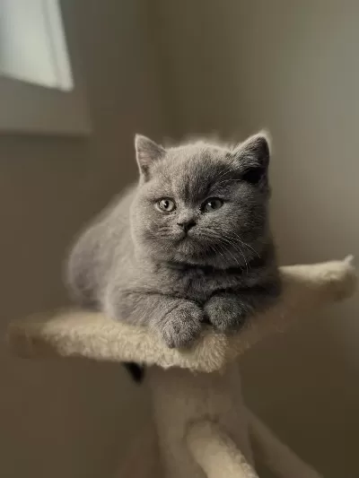 British Shorthair Yavrulari