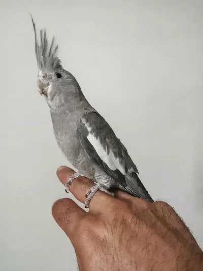 4 5 Aylık Sultanlar Ele Alışık