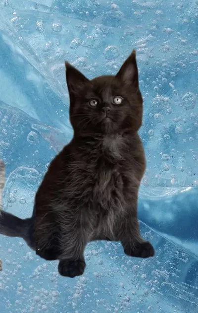 Acil! Değerinin Altında Verilecek Maine Coon