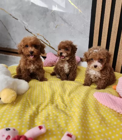 Aşili Maltipoo Yavrularimiz