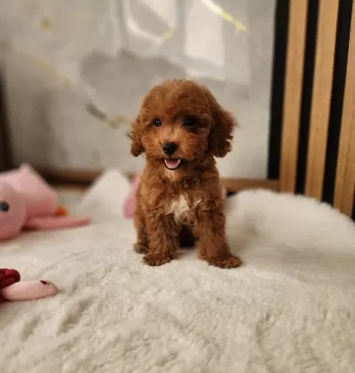 Aşili Maltipoo Yavrularimiz