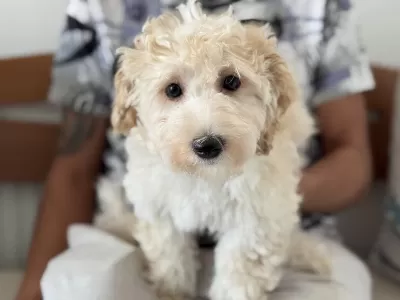 Wc Eğitimli Maltipoo Yavrularımızı Canlı Görün