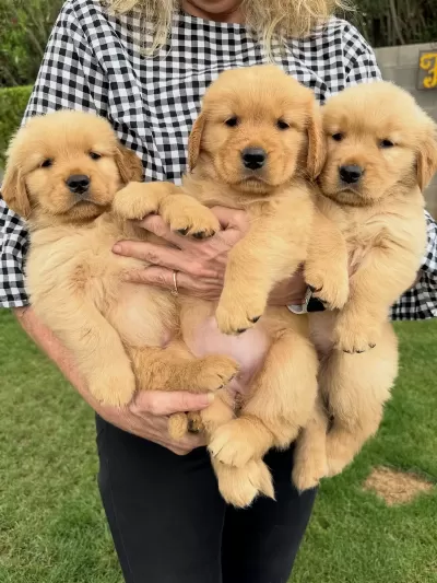 Golden Retriever Yavrulari