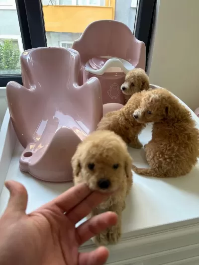 Kilo Garantili Teacup Poodle