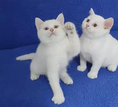Son Kalan Yavrumuz Biyrun Çok Hesapli