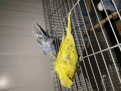 3 Adet Japones Muhabbet Kuşlar