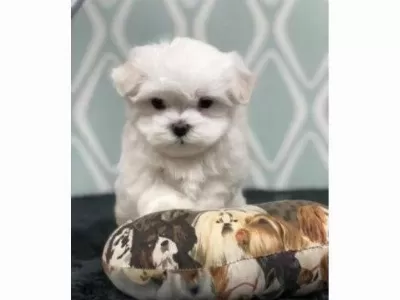Topaç Gibi Maltese Bebeklerimiz