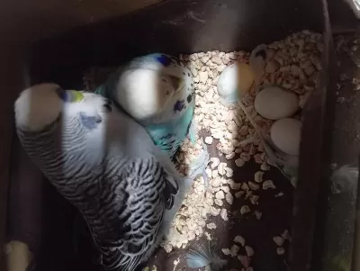 Muhabbet Takımlar Renk Renk Çeşit Yavrulu Yumurtalı