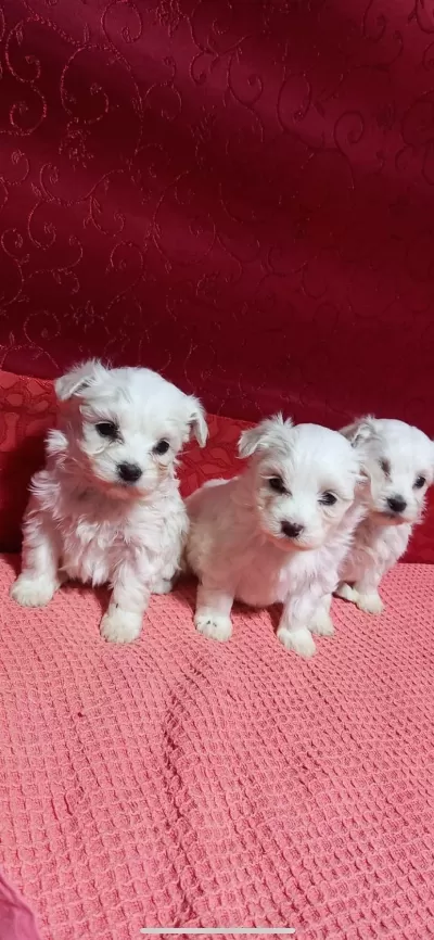 Kar Beyazı Maltese Bebeklerimiz