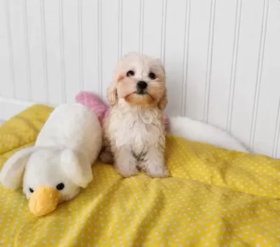 Maltipoo Yavrularimiz