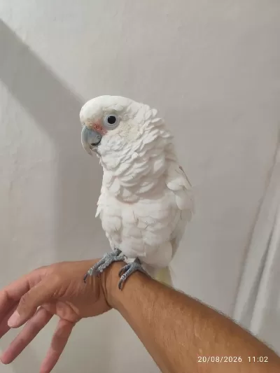 Full Evcil Kakadu Papağani