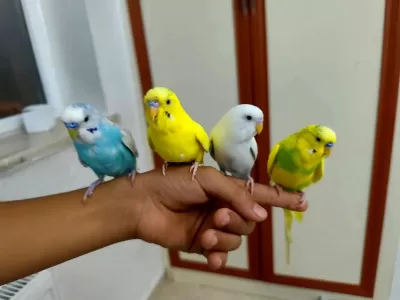 Konuşan Evcil Muhabbet Kuşları