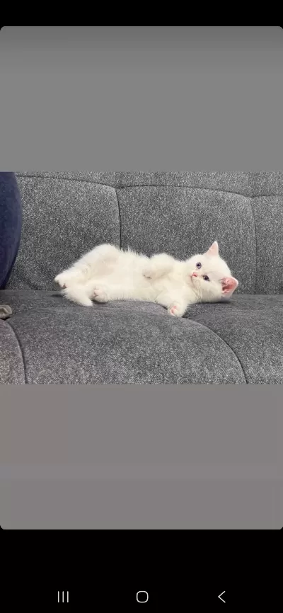 2.5 Aylık Erkek Sahiplendirilecek British Shorthair